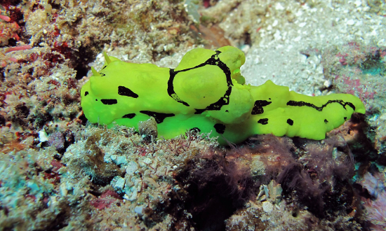  Notodoris minor (Sea Slug)